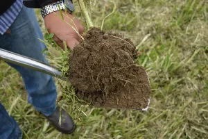 Example of soil