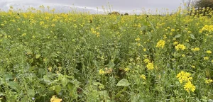 Carbon and soils image