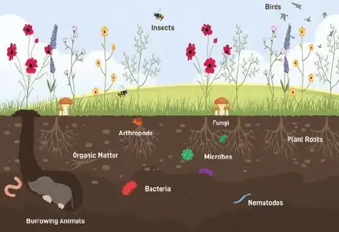 Carbon and Soils Graphic