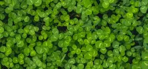 Clover - Farm of the Future Close up image of a field of clover as a cover crop