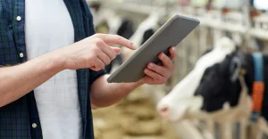 Data dairy - Farm of the Future Cow farmer using iPad