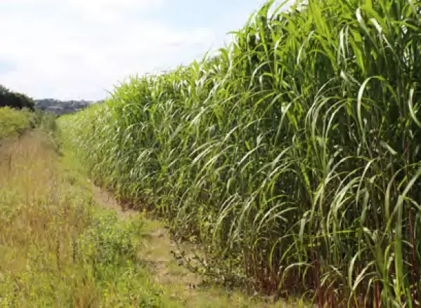Field of miscanthus