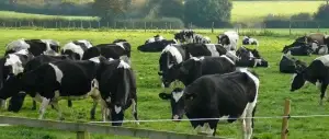 Milk and dairy - Farm of the Future Milk and dairy production