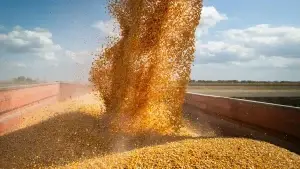 cereal - Farm of the Future Image of cereal being harvested