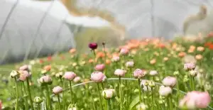 cut flowers - Farm of the Future Image of cut flowers for horticulture and low carbon agriculture