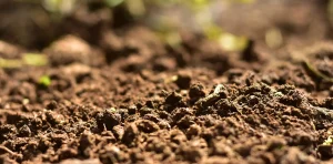 Carbon sequestration