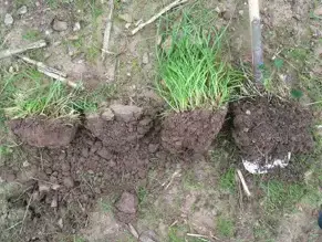 From right to left: Soil sample from under the hedge bordering a field, showing good soil organic matter; re-seeded grass established by non-inversion shallow soil loosening; re-seeded grass established in the same manner, but drilled 3 weeks later showing slumped soil surface; compacted soil sample from the field margin.