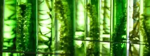 Image of test tubes filled with algae to illustrate research into biofuel research and creation