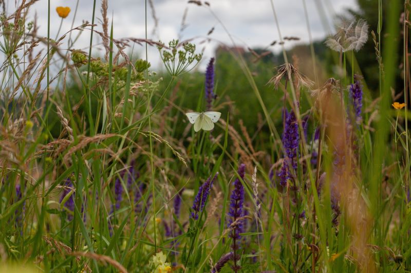 Meadow with grasses, flowers and butterfly