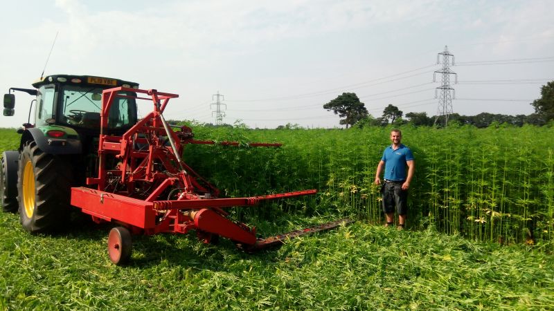 Machinery cutting hemp crop which is nearly as tall as man stood in front of it